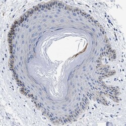 PRSS16 Antibody, Novus Biologicals 25 &mu;L; Unlabeled:Antibodies, Polyclonal