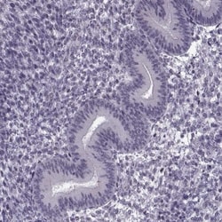 PRSS37 Antibody, Novus Biologicals 0.1mL; Unlabeled:Antibodies, Polyclonal