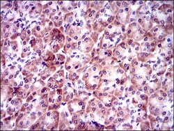 PSAP Antibody (4D5F4) - BSA Free, Novus Biologicals:Antibodies:Primary
