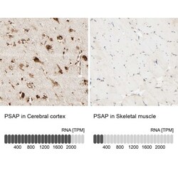 PSAP Antibody, Novus Biologicals:Antibodies:Primary Antibodies