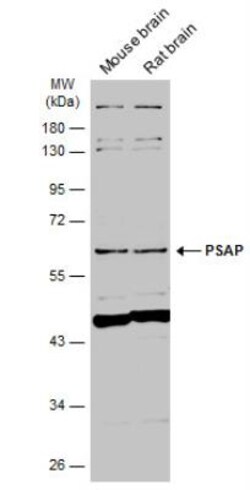 PSAP Antibody, Novus Biologicals 0.1mL; Unlabeled:Antibodies, Polyclonal