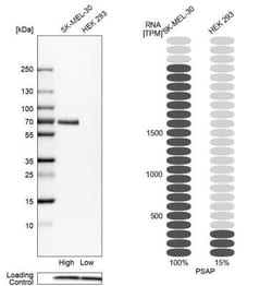 PSAP Antibody, Novus Biologicals:Antibodies:Primary Antibodies