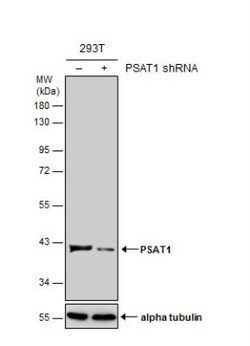 PSAT1 Antibody, Novus Biologicals 0.1 mL | Buy Online | Novus Biologicals | Fisher Scientific