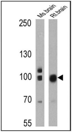 PSD-95 Antibody (6G6-1C9) - BSA Free, Novus Biologicals 0.1mL; Unlabeled:Antibodies,