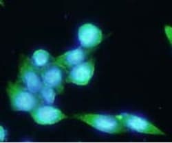 PSMA/FOLH1/NAALADase I Antibody (k1H7) - BSA Free, Novus Biologicals 0.1mL;