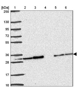 PSMA4 Antibody, Novus Biologicals:Antibodies:Primary Antibodies