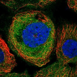 PSMB10/MECL1 Antibody, Novus Biologicals:Antibodies:Primary Antibodies