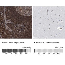 PSMB10/MECL1 Antibody, Novus Biologicals:Antibodies:Primary Antibodies