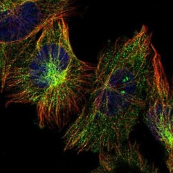 PSMD12 Antibody, Novus Biologicals 25 &mu;L | Buy Online | Novus Biologicals | Fisher Scientific