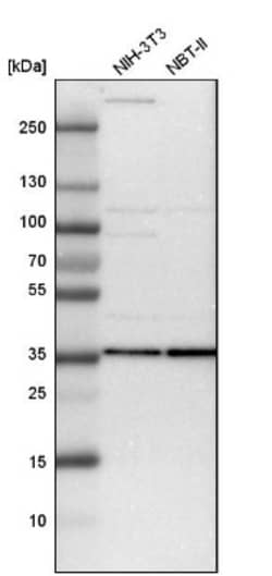 PSMD14 Antibody, Novus Biologicals:Antibodies:Primary Antibodies