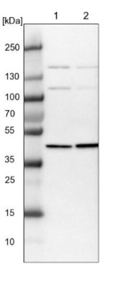 PSMD6 Antibody, Novus Biologicals 0.1mL; Unlabeled:Antibodies, Polyclonal