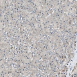 PSMD8 Antibody, Novus Biologicals 0.1mL; Unlabeled:Antibodies, Polyclonal