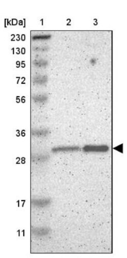 PSMD8 Antibody, Novus Biologicals 0.1mL; Unlabeled:Antibodies, Polyclonal