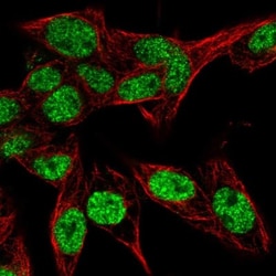PSME4 Antibody, Novus Biologicals:Antibodies:Primary Antibodies