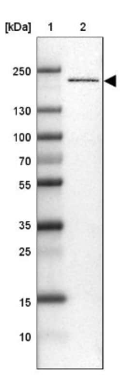 PSME4 Antibody, Novus Biologicals:Antibodies:Primary Antibodies