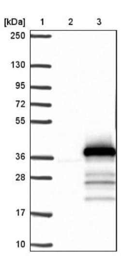 PSMF1 Antibody, Novus Biologicals 25 &mu;L; Unlabeled:Antibodies, Polyclonal