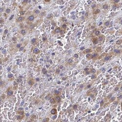 PSMG1 Antibody, Novus Biologicals 0.1mL; Unlabeled:Antibodies, Polyclonal