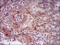 PSP/BPIFA2 Antibody (2B4F5) - BSA Free, Novus Biologicals 0.1mL; Unlabeled:Antibodies,