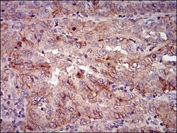 PSP/BPIFA2 Antibody (3F8E4) - BSA Free, Novus Biologicals 0.1mL; Unlabeled:Antibodies,