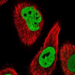 PSPC1 Antibody, Novus Biologicals:Antibodies:Primary Antibodies
