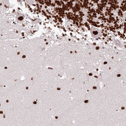 PSPC1 Antibody, Novus Biologicals:Antibodies:Primary Antibodies