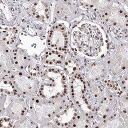 PSPC1 Antibody, Novus Biologicals:Antibodies:Primary Antibodies
