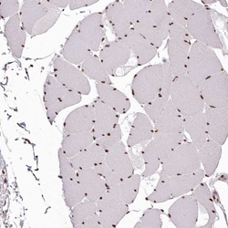 PSPC1 Antibody, Novus Biologicals:Antibodies:Primary Antibodies