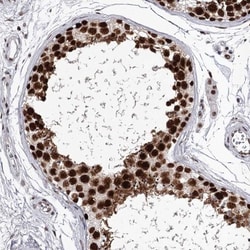 PSPC1 Antibody, Novus Biologicals:Antibodies:Primary Antibodies