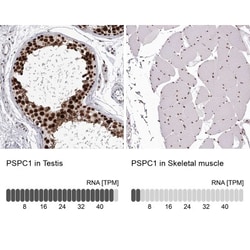 PSPC1 Antibody, Novus Biologicals:Antibodies:Primary Antibodies