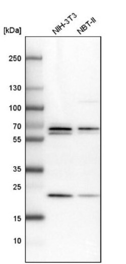 PSPC1 Antibody, Novus Biologicals:Antibodies:Primary Antibodies