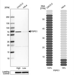 PSPC1 Antibody, Novus Biologicals:Antibodies:Primary Antibodies