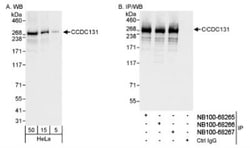 PSRC2 Antibody, Novus Biologicals 0.1mL; Unlabeled:Antibodies, Polyclonal