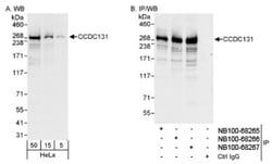 PSRC2 Antibody, Novus Biologicals 0.1mL; Unlabeled:Antibodies, Polyclonal