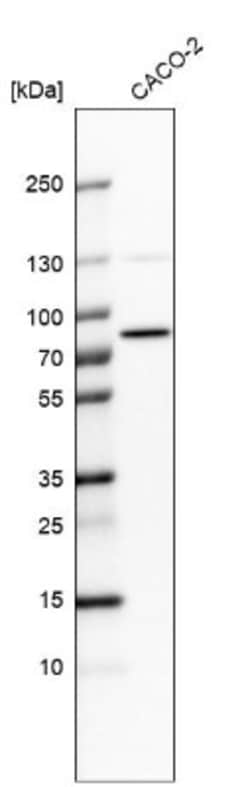 PTCD3 Antibody, Novus Biologicals:Antibodies:Primary Antibodies