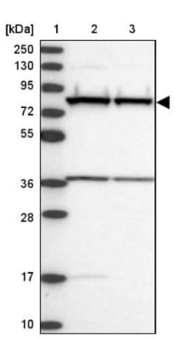 PTCD3 Antibody, Novus Biologicals 0.1mL; Unlabeled:Antibodies, Polyclonal