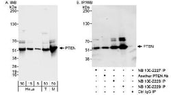 PTEN Antibody, Novus Biologicals 0.1mL; Unlabeled:Antibodies, Polyclonal