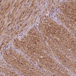 PTGER3 Antibody, Novus Biologicals:Antibodies:Primary Antibodies