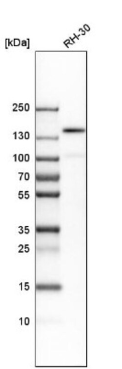 PTK7/CCK4 Antibody, Novus Biologicals:Antibodies:Primary Antibodies
