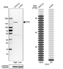 PTK7/CCK4 Antibody, Novus Biologicals:Antibodies:Primary Antibodies