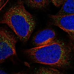 PTP-MEG2/PTPN9 Antibody, Novus Biologicals 0.1mL; Unlabeled:Antibodies,