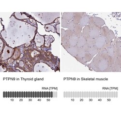 PTP-MEG2/PTPN9 Antibody, Novus Biologicals 0.1mL; Unlabeled:Antibodies,