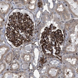 PTP epsilon Antibody, Novus Biologicals:Antibodies:Primary Antibodies