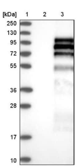 PTP epsilon Antibody, Novus Biologicals:Antibodies:Primary Antibodies