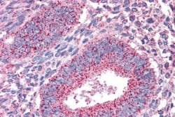 PTP mu/PTPRM Antibody, Novus Biologicals 0.1mg; Unlabeled:Antibodies, Polyclonal