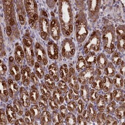 PTP pi/PTPRU Antibody, Novus Biologicals:Antibodies:Primary Antibodies