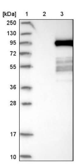 PTPDC1 Antibody, Novus Biologicals:Antibodies:Primary Antibodies