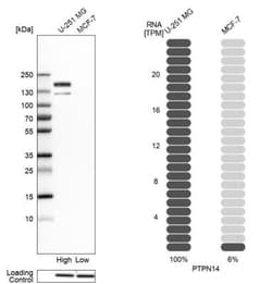 PTPN14/PTPD2 Antibody, Novus Biologicals 0.1mL; Unlabeled:Antibodies, Polyclonal