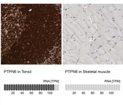 SHP-1 Antibody, Novus Biologicals 25 &mu;L; Unlabeled:Antibodies, Polyclonal