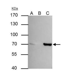 SHP-1 Antibody, Novus Biologicals 0.1mL; Unlabeled:Antibodies, Polyclonal