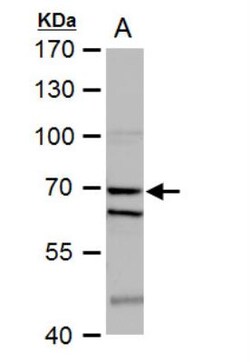 SHP-1 Antibody, Novus Biologicals 0.1mL; Unlabeled:Antibodies, Polyclonal